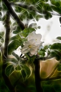 PS CS3 Bildbearbeitung; Nature; Blossom; Grunge; Glow; Apple