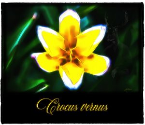 PS CS6 Bildbearbeitung; Crocus; Spring; Flower