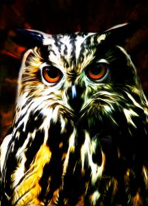 PS CS3 Image Editing; Eagle Owl; Oilpaint