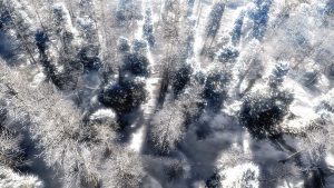 Landscape; Forest; Winter; Snow