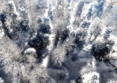 Landscape; Forest; Winter; Snow