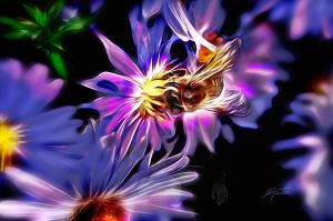 PS CS3 Image Editing; Honey Bee; Flower; Soft, Smudgepainting