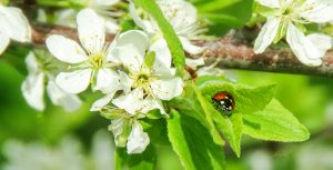 CS6 Image Editing; Nature; Ladybug; Summer; Appleblossom