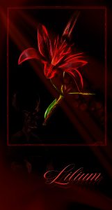 PS CS3 Image Editing; Red Lily; Flower; Soft; Light; Bokeh
