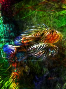 Composing; Lionfish; Glowing; Colourful