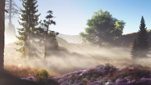 Landscape; Lavenderfield; Morningtime; Morningmist