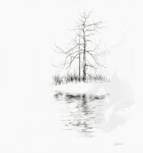Image Ediding; Larch; Pencil - Drawing - Effect; Outline