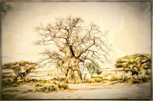 Image Ediding; Baobab Tree; Pencil - Drawing - Effect; Comic - Style; Outline