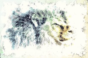 Image Ediding; Lion; Pencil - Drawing - Effect; Outline