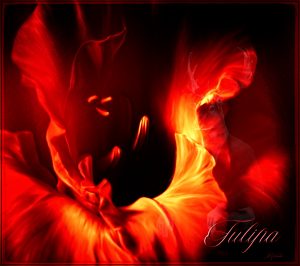 Image Ediding; Flower; Tulipa; Red
