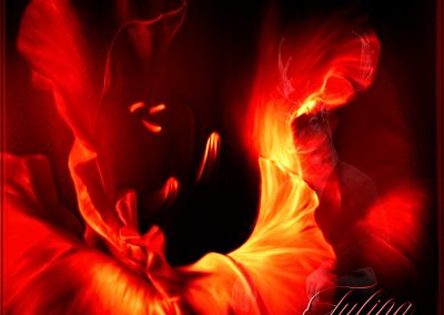 Image Ediding; Flower; Tulipa; Red
