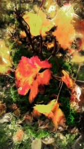 PS CS6 Bildbearbeitung; Autumn; Wineyard; Colours