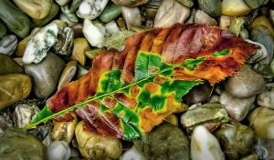 PS CS6 Bildbearbeitung; Autumn; Leave; Gravel; Wetness