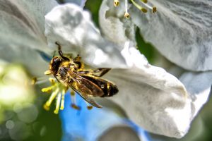 PS CS6 Bildbearbeitung; Honeybee; Appleblossom; Spring; Blue Sky