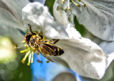 PS CS6 Bildbearbeitung; Honeybee; Appleblossom; Spring; Blue Sky