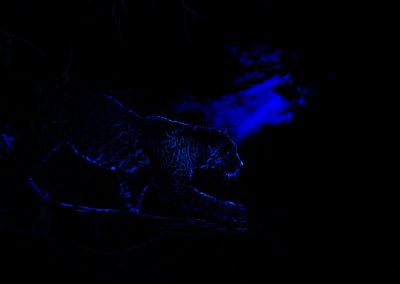 PS CS6 Bildbearbeitung; Leopard; Prowl; Cat; Night; Blue; Fullmoon