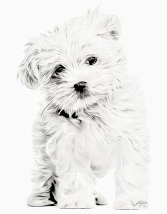 PS CS6 Bildbearbeitung; Westie; Puppy; Comic - Style; Black & White