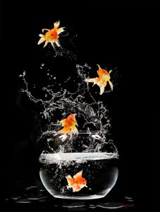 PS CS6 Composing; Koi Carps; Fishes; Fishbowl; Splashes; Bubbles; Spill of water drop