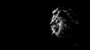 PS CS6 Bildbearbeitung; Lion; Profile; B & W