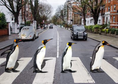 PS CS6 Composing; Penguins; Abbey road; Vinyl - Cover; Pedestrian crossing