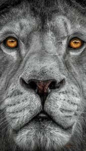 PS CS6 Bildbearbeitung; Animal; Lion; Face; B & W; Colourkey